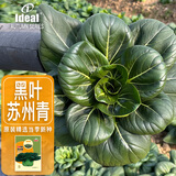 IDEAL理想农业 黑叶苏州青种子小白菜油菜种籽四季易种秋冬季蔬菜种子