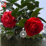 春枝韵盆栽茶花苗 四季常青香妃茶花盆栽花期带花苞 浓香型庭院室内花卉 南海红茶 6年苗【独杆65cm冠幅优美】
