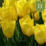 水培郁金香四季开花盆栽花卉植物客厅绿植花卉大全养不死 金王朝 单色一棵实发一个白不送盆不送彩石