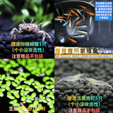 采缇（CAITI）观背青鳉观赏鱼魔法鱼冷水鱼小型锦鲤金鱼淡水鱼不打氧好养活体 观背成鱼3条+送虾+送辣椒蟹1 送饲料+浮萍