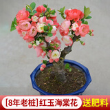 花翁海棠花盆栽树苗重瓣长寿冠盆景老桩庭院阳台绿植室内花卉源头直发