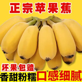 秀果香广西小米蕉薄皮青皮小香蕉新鲜水果酸甜苹果蕉自然熟整箱批发生鲜 苹果蕉 5斤 香甜软糯