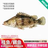 品鲜肴淡水鱼生态小桂鱼鳜鱼桂花鱼鳌花鱼 渔民捕获鲜活鱼现杀水产生鲜 净膛三去400g （1-2条）小桂鱼