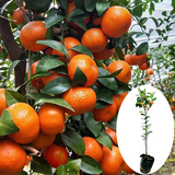 尔澜60-70cm砂糖橘树苗橘子苗沙糖桔树苗果树苗露天阳台种植源头直发