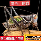宠以沫蝈蝈活体鸣虫铁皮蝈蝈山青蝈蝈天津名家份房包活伤亡退全款 新脱大号铁皮蝈蝈1个