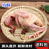 均鲜新鲜原粮乳鸽生鲜鸽子现杀农家非老鸽肉烧烤清蒸孕妇产妇月子煲汤 660g 左右2只母乳乳鸽