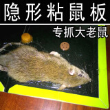 皇猫老鼠贴粘鼠板（8张装）老鼠夹黏鼠板耗子胶 8张装
