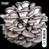 大禹蘑菇种植包玉米平菇芯菌包家庭种植香菇菌菇种子可食用菌种包菌棒 平菇1个+喷壶