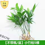 爱你一万年竹柏水培绿植驱蚊竹办公室内花卉绿植四季好养白掌水培红掌盆栽 【不含盆】驱蚊竹柏5颗