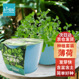 IAM City Farmer薄荷DIY趣味种植盆栽桌面种植可食用薄荷种子儿童小盆栽好种易活