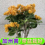 景郁春 JIRYUCUR 三角梅盆栽树苗爬藤带花苞发货花绿植花卉 加州黄  源头直发