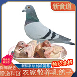 新食道富硒新鲜乳鸽鸽子肉农家散养老鸽子 生鲜家禽 【三年老鸽子】1只