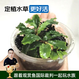 云峰海瑞 鱼缸造景真活体水草草坪水草种子鱼缸草缸造景水族箱装饰前景 果冻蓝精灵1杯