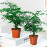 文竹小盆栽绿色植物桌面文竹小盆景造型花卉植物观叶室内盆栽 2棵中号文竹20-30cm（简易盆） 含盆