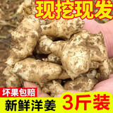 辰实【现挖现发】洋姜新鲜 大号现挖野鬼子姜菊芋腌菜 生姜不辣蔬菜 3斤 大号【白洋姜】 推荐