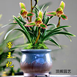 帝王妃兰花整盆发货妃矮种金边兰盆栽花浓香型常青室内绿植好 帝王妃 去盆发货 +肥 6苗以上