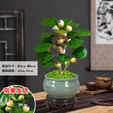 诗甲 小盼菩提绿植盆栽小盆景办公室内客厅阳台禅意花卉节日高档送礼 菩提+墨冰裂盆+底座