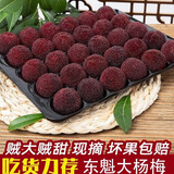 库瑞【顺丰】冰鲜杨梅2025年东魁杨梅荸荠冷冻杨梅大果孕妇爱酸甜水果 甄选18-25g【甄选老树果】72颗