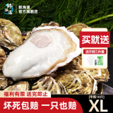 鲜海道【活鲜】鲜海道生蚝  乳山牡蛎 新鲜海蛎子生鲜贝类 家庭装XL号带箱10斤