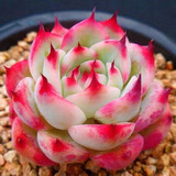 忆润蝶多肉植物带盆绿植花卉盆栽贵货老桩群生玉树玉露仙人掌肉肉 水蜜桃5-6cm【带盆栽好】