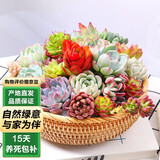 泰西丝多肉盆栽组合绿植花卉桌面摆件 随机多肉12颗（不含盆）源头直发