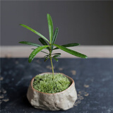 八芽海岛罗汉松指尖微型盆栽桌面小绿植迷你拇指好养植物源头直发包邮 海岛礁石罗汉松 陶瓷盆-带盆栽好