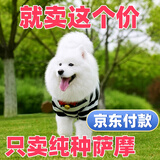 宁宠 萨摩耶萨摩犬萨摩耶幼犬活体宠物狗狗活体小狗幼犬宠物狗 混血级