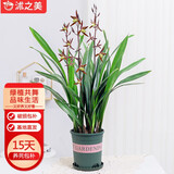 沭之美兰花苗浓香型墨兰花绿植盆栽 企黑墨兰12-14苗+1加仑盆 源头直发