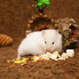 麦叮卡长毛金丝熊活体波利宠物仓鼠活物小仓鼠活体金丝鼠一公一母侏儒鼠 1只白熊【发京东快递】