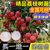 无核荔枝树苖南方种植妃子笑冰荔嫁接果树苗北方四季种植当年结果 无核荔枝苗【带土带叶发货】 3年苗【买一+一】