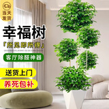 爱优尚幸福树盆栽客厅室内大型绿植办公室乔迁绿宝净化空气源头直发