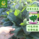 凤鸣雅世耐寒菠菜种子大田农家小叶菠菜阳台菜盆栽菜籽菠菜籽四季蔬菜种子 菠赛冬耐寒菠菜种子500克