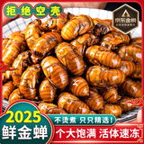 妮姬 知了猴新鲜2025 活体金蝉爬叉猴速冻知了龟特产唐僧肉送礼年货节 野生精品金蝉100只【当日现捕】