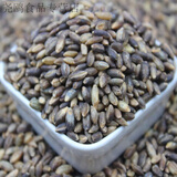 黑青稞米/高原黑青稞谷物粗粮/黑青稞仁甜醅原料 1斤5斤 青稞米5斤