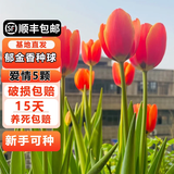 耘淘郁金香种球水培5度球花卉绿植种子土培植物水养盆栽室内室外耐寒1 爱情 世界真爱5球+2包肥料
