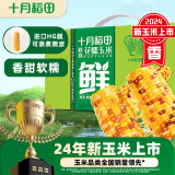 十月稻田 鲜食花糯玉米2.2kg（220g*10根）东北玉米 低脂 杂粮礼盒