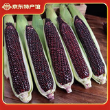 粤品广西花白糯玉米2025新鲜现摘甜粘黏香带皮黑玉米棒整箱蔬菜苞谷 黑糯玉米3斤