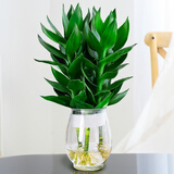 若绿富贵竹水培植物花卉盆栽室内客厅转运绿植办公室好养源头直发包邮 观音竹3棵+龙蛋玻璃瓶
