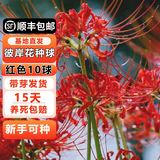 耘淘彼岸花种球曼珠沙华花种子种孑红花换锦石蒜大种球室内外四季花卉 红色彼岸花10球+生根粉
