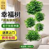 爱优尚幸福树盆栽客厅室内大型绿植办公室乔迁新家绿宝净化空气源头直发