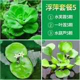 疯狂水草浮萍鱼缸草植物鱼缸造景套餐全套水芙蓉一叶莲水葫芦源头直发包邮