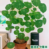 临雅山乌龟植物金不换盆栽红藤圆叶室内阳台爬藤观叶水培好养绿植夏天 红藤圆叶【8-9直径】1个
