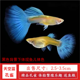 卡奇鱼 观赏鱼 热带鱼小型鱼凤尾鱼孔雀鱼纯种孕母活鱼繁殖鱼淡水鱼好养 天空蓝白孔雀鱼1对