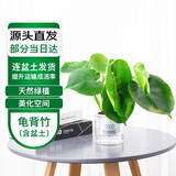 萌肉居龟背竹大叶盆栽植物四季常青桌面花卉绿植龟背竹早安盆源头直发