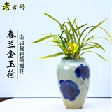 艾莹有香味的兰花苗 建兰金尊红颜 四季兰带金边室内阳台花卉盆栽绿植 春兰金玉荷2苗壮苗