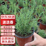 九千谷迷迭香可食用盆栽植物西餐牛排香料室外种植带简易盆源头直发8867