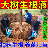 怡家彤乐大树生根液快速发根枯树木移栽嫁接死苗烂根生根粉植物扦插生根剂 3瓶装【只需2瓶价】