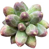 多肉植物自选套餐系列组合搭配花卉盆栽绿植精品多肉新手入门 千代田3-4厘米 送盆土