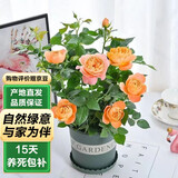 泰西丝月季花苗不爬藤花卉地载 不爬藤果汁阳台30-40cm不含盆 源头直发
