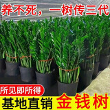 金钱树盆栽室内大盆植物客厅好养办公室绿植花卉钱串子招财进宝树 50-60厘米【7-11棵】 基地养殖盆